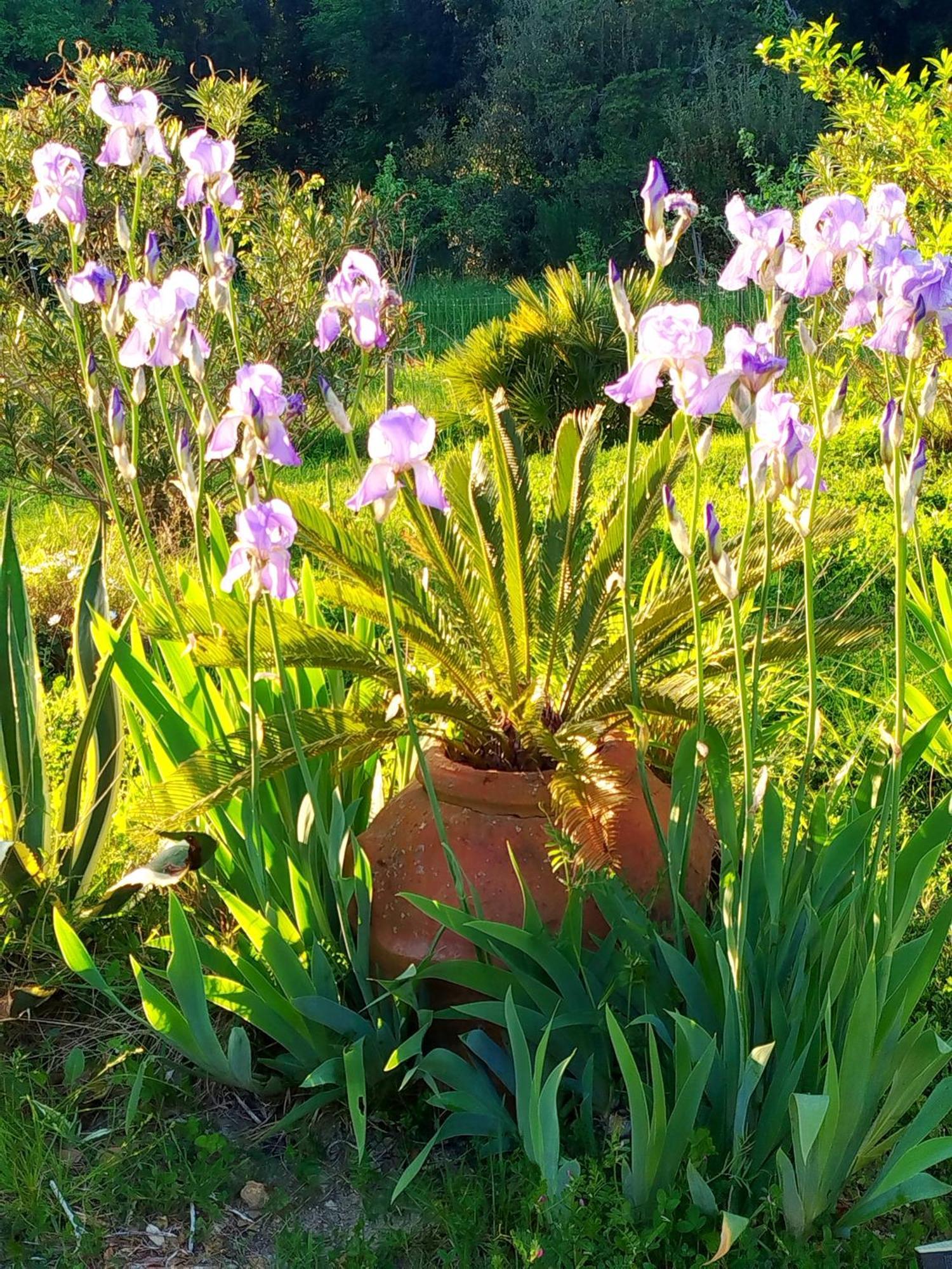 Agriturismo Podere Le Palaie Monterotondo  Esterno foto